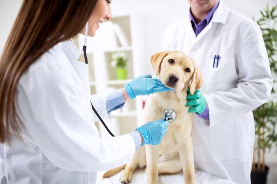 Untersuchung Tierarzt