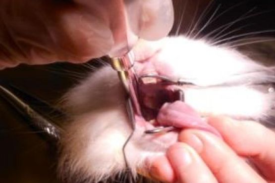 Zahnheilkunde Tierarzt