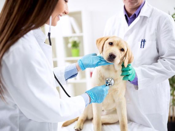 Untersuchung Tierarztpraxis